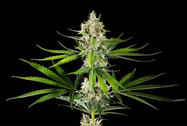Oreoz USA feminised cannabis seeds by Kannabia for indoor and outdoor